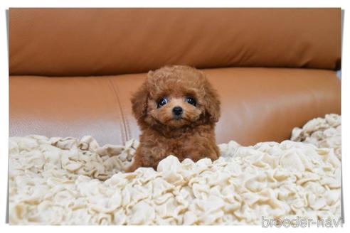 成約済の長崎県のタイニープードル-185567の9枚目